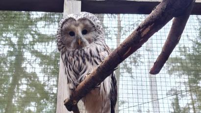 Bild: VLAB/Michaela Domeyer/exb
Habichtskauz "Lucky" vor seiner Freilassung.