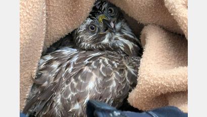 Bild: Verkehrspolizeiinspektion Hof
Ein verletzter Vogel an der A72 im Landkreis Hof führte zu einer Rettungsaktion der Polizei. Arbeiter einer Baustelle fanden den verletzten Vogel neben der Fahrbahn.