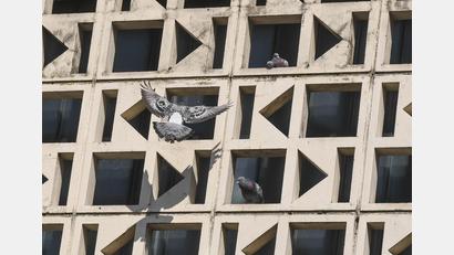 Archivbild: Gabi Schönberger
Das Taubenproblem am Josefshaus beschäftigt die Stadt Weiden weiterhin. Eine Lösung kann nur der Eigentümer der Immobilie herbeiführen.