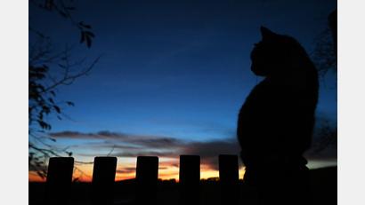 Symbolbild: Oana Jaroslav/dpa
Eine Katze sitzt bei Sonnenuntergang auf einem Zaun.