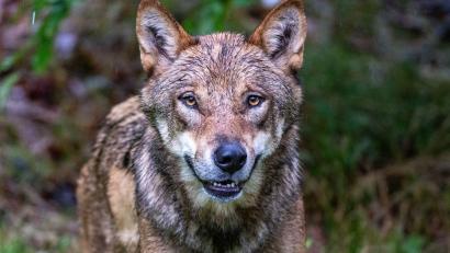 Symbolbild: Armin Weigel/dpa
Wölfe in freier Wildbahn sind auch im Landkreis Tirschenreuth kein gänzlich unmöglicher Anblick mehr. Viele Weidetierhalter machen sich Sorgen. Das Symbolbild stammt aus einem Nationalpark.