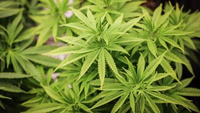Symbolbild: Christian Charisius/dpa
Cannabispflanzen stehen unter künstlicher Beleuchtung in einem Privatraum.