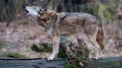 Bild: Julian Stratenschulte/dpa
Ein Wolf (Canis lupus lupus) steht heulend in einem Gehege auf einem Baumstamm. Schon seit Jahren gibt es Sichtungen im Landkreis Schwandorf. Nun sind zwei Wölfe bei Verkehrsunfällen getötet worden.