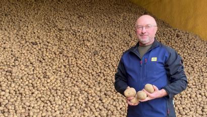 Bild: Völkl
Herbert Obermeiers Kartoffellager ist gut gefüllt. Doch die Kartoffelanbauer machen sich Sorgen: Es ist wohl nur eine Frage der Zeit, bis die Schilfglasflügelzikade auch im Landkreis Schwandorf ankommt. Sie überträgt die Bakterielle Kartoffelknollenwelke, die zu Ernteeinbußen führt.
