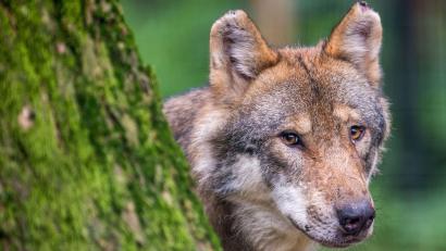 Bild: Lino Mirgeler/dpa
Ein Wolf schaut in einem Wildpark hinter einem Baum hervor. Im Landkreis Schwandorf sind bislang keine standorttreuen Wölfe nachgewiesen.