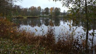 Bild: jr
Der Bärnauer Moorweiher ist gut einen Hektar groß.