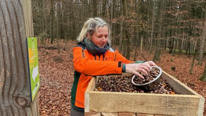 Bild: Matthias Bäumler/fph
Försterin Katharina Bäcker füllt den Hähertisch im Marktredwitzer Stadtwald mit Eicheln.