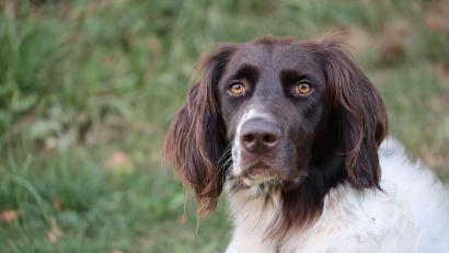 Bild: Nicole Bücherl/exb
Hund "Gottfried" wird seit vier Wochen vermisst.