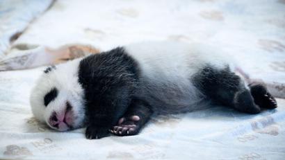 Archivbild: Bernd von Jutrczenka/dpa
Die Pandas haben chinesische Namen und deutsche Spitznamen.