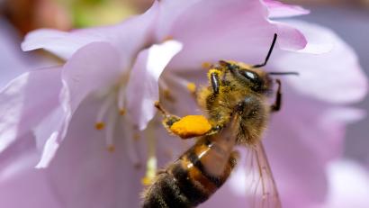 Bild: Sven Hoppe/dpa
Ein Futterautomat für Bienen wurde mit Böller in Amberg gesprengt.