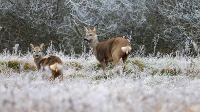 Bild: Thomas Warnack/dpa
Rehe stehen in einer vom Raureif überzogenen Wiese an einem Waldrand. In fünf Hegegemeinschaften im Landkreis Schwandorf gelten die Verbissschäden, die das Schalenwild anrichtet, als zu hoch.