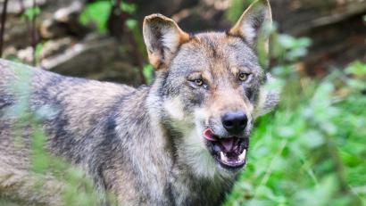 Symbolbild: Julian Stratenschulte/dpa
Der Wolf ernährt sich hauptsächlich von Rehen, Hirschen und Wildschweinen. Aber auch Nutztiere wie Schafe, Ziegen oder Kälber gehören zu seiner Beute.