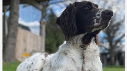 Bild: Nicole Bücherl/exb
Hund "Gottfried" bleibt verschollen. Gerade wegen der auffälligen Zeichnung an der Schnauze wäre er leicht zu identifizieren.