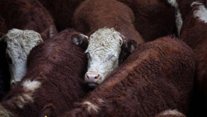 Symbolbild: Matias Baglietto/dpa
Durch das Mercosur-Abkommen befürchten Landwirte billige Rindfleischimporte aus Südamerika. Europäische Standards werden nach Angaben von Vertretern der Landwirte dort jedenfalls nicht zugrunde gelegt.