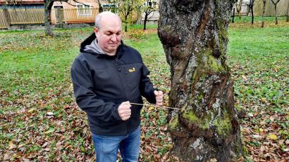 Bild: lnz
Hans Bäumler demonstriert neben einem Baum mit Drehwuchs, wie er auf der Suche nach vermuteten Wasseradern oder anderen geologischen Phänomenen seine Winkelrute einsetzt.