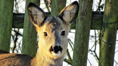 Symbolbild: ubb
Ein Jagdpächter entdeckt ein totes Reh. Die Polizei ermittelt wegen Jagdwilderei.