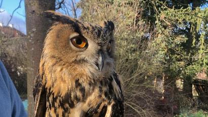 Bild: Constanze Erl-Höning 
Diesen Uhu fanden Passanten vor der Weidener Thermenwelt kurz vor Weihnachten. Er konnte nicht mehr fliegen und war ausgehungert.