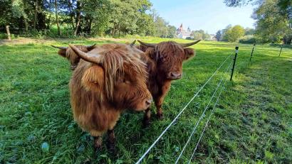Archivbild: Landkreis Wunsiedel/exb
Sichtlich wohl fühlen sich die schottischen Hochlandrinder auf der Auenwiese an der Kössein. Sie tragen dort maßgeblich zur Verbesserung des Insekten-Lebensraums bei.