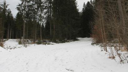 Bild: pi
Im Bereich Wurmstein könnte ein Mountainbike-Trail entstehen.