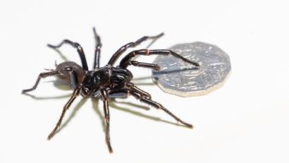 Bild: Caitlin Vine/Australian Reptile Park/dpa
Die Exemplare aus Newcastle sind riesig.