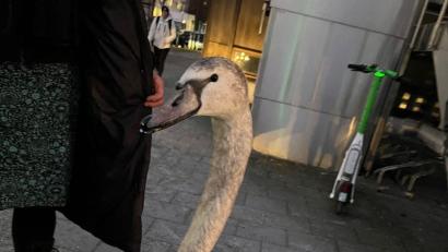 Bild: ---/Polizeipräsidium München/dpa
Die Polizei holt das Tier von der Straße - und der Verkehr rollt wieder.
