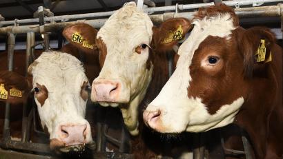 Archivbild: Petra Hartl
Gesunde Rinder: Darauf hat jeder Landwirt ein großes Augenmerk. Der Ausbruch der Maul- und Klauenseuche in Brandenburg bereitet den Bauern deshalb große Sorge.