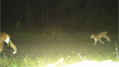 Bild: LfU/Naturpark Steinwald
Mit seiner Mutter tappte ein 2024 geborener junger Luchs im Steinwald in eine Fotofalle.
