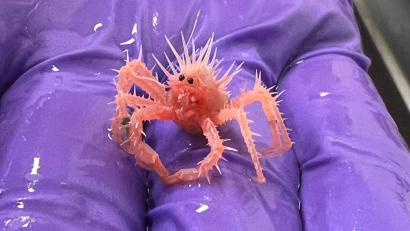 Bild: Sasha Francis/NOAA/dpa
Die Baby-Königskrabbe wurde von einem Forschungsteam versehentlich im Golf von Mexiko eingefangen.