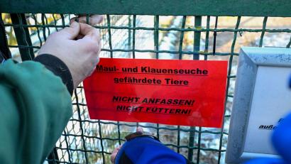 Symbolbild: Jens Kalaene/dpa
In Bayern sind noch keine Tiere positiv auf Maul- und Klauenseuche getestet worden.