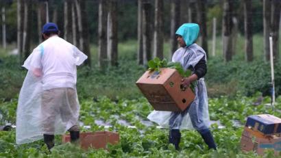 Bild: Lynne Sladky/AP/dpa
Arbeitskräfte vor allem aus Mittel- und Südamerika spielen eine wichtige Rolle in der Landwirtschaft der USA, im Bauwesen und im Gastgewerbe.