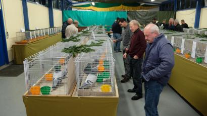 Bild: Robert Dotzauer
Die Brieftauben-Ausstellung der Reisevereinigung Pegnitz in der Halle des Kleintierzuchtvereins Speinshart/Tremmersdorf stieß auf ein bemerkenswertes Interesse