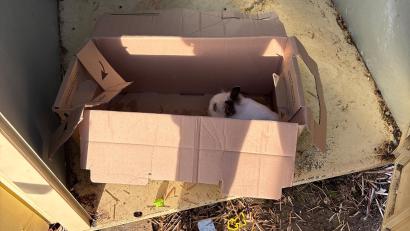 Bild: Polizeiinspektion Neutraubling
Unbekannte haben zwei Kaninchen in einem Altkleidercontainer in Thalmassing ausgesetzt.