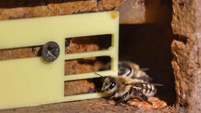 Bild: Ulrich Perrey/dpa
In Starnberg sind zwei Bienenvölker verendet, weil die Bienenkästen unsachgemäß geöffnet wurden. (Symbolbild)
