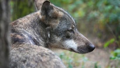 Symbolbild: Soeren Stache/dpa
Seitdem im Hessenreuther Wald standorttreue Wölfe nachgewiesen sind, häufen sich Sichtungen und Spuren im Landkreis Tirschenreuth. Dieses Exemplar stammt allerdings aus einem Wildpark.