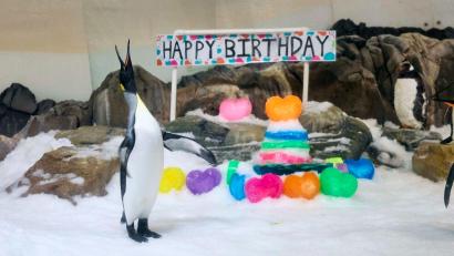 Bild: --/Sea Life Melbourne Aquarium/dpa
Für „Birthday Boy“ Pesto hagelte es Geschenke - inklusive Gelee-Torte.