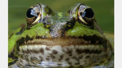 Bild: Thomas  Stock/exb
Ein Kleiner Wasserfrosch lugt neugierig aus dem Teich.