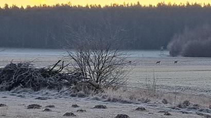 Bild: Karin Dobmeier
Die nach unten gesenkten Schwänze der Tiere könnte auf Wölfe hindeuten.