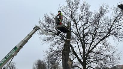 Bild: Andreas Royer
Diese über 100 Jahre alte Esche gegenüber dem Bahnhofsgebäude musste gefällt werden. Der Pilz „Schuppiger Porling“ hat den Baum über den Stammfuß befallen und dadurch seine Standsicherheit extrem gefährdet.