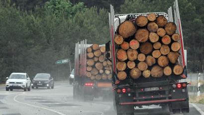 Symbolbild: Patrick Pleul/dpa
Die Polizei hat mehrere überladene Holztransporter auf der A72 erwischt.