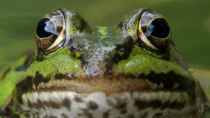 Bild: Thomas Stock
Der kleine Wasserfrosch ist nur einer von zahlreichen Bewohnern, die das Ökosystem Fischteich bereichern.