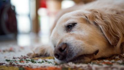 Symbolbild: Bernd Thissen/dpa
In Tirschenreuth ist ein Golden Retriever vermutlich einem Giftköder zum Opfer gefallen. Die Polizei bittet um Zeugenhinweise.