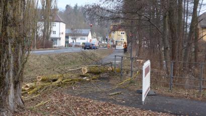 Bild: tss
Am Montagvormittag sind entlang der Mühlbühlstraße acht Pappeln gefällt worden. Während der Arbeiten war die Straße immer wieder zeitweise komplett gesperrt.