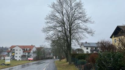 Bild: Lowak
Die Bäume stehen zwar auf öffentlichem Grund, aber das Laub dürfte auch in die Gärten der Anwohner fallen. Bürgermeister Karlheinz Budnik weist darauf hin, dass sich hier niemand beschwert hat. Die Aufnahme aus der Neustädter Straße dient lediglich als Beispiel.