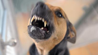 Symbolbild: Soeren Stache/dpa
Im Februar 2024 attackierte ein großer Hund beim Gassigehen einen Dackel namens Joschi. Der kleine Hund starb dabei.