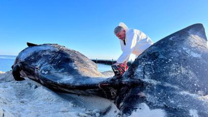 Bild: Lea Albert/dpa
Mit seiner Motorsäge war es für Timo Arp am Morgen nicht leicht, den riesigen Körper des Wals zu durchschneiden.