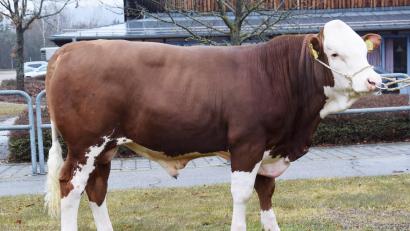 Bild: RZO/Traxinger/exb
Der reinerbig hornlose Stier wurde vom Betrieb Götz aus Großalfalterbach gezüchtet und an den Besamungsverein Neustadt überstellt.
