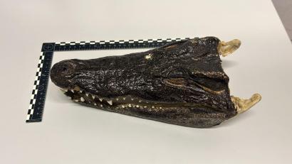 Bild: -/BAZG/dpa
Einen ungewöhnlichen Fund machten Zöllner in der Schweiz. (Handout)