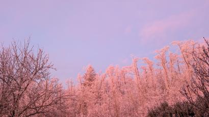 Bild: Hermann Dotzler
Die Sonne geht auf über den Wäldern rund um Gebenbach und taucht die Natur in ein ganz besonderes Licht.
