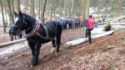 Bild: mab
Den interessierten Waldbauern erläutert Forstwirtschaftsmeister und Pferdehalter Michael Fischer die Arbeit mit dem Kaltblut-Wallach Moritz.