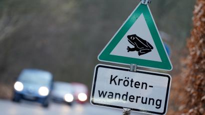 Symbolbild: Marcus Brandt/dpa
In den nächsten Tagen fangen die Amphibien an, zu ihren angestammten Laichgewässern zu wandern.